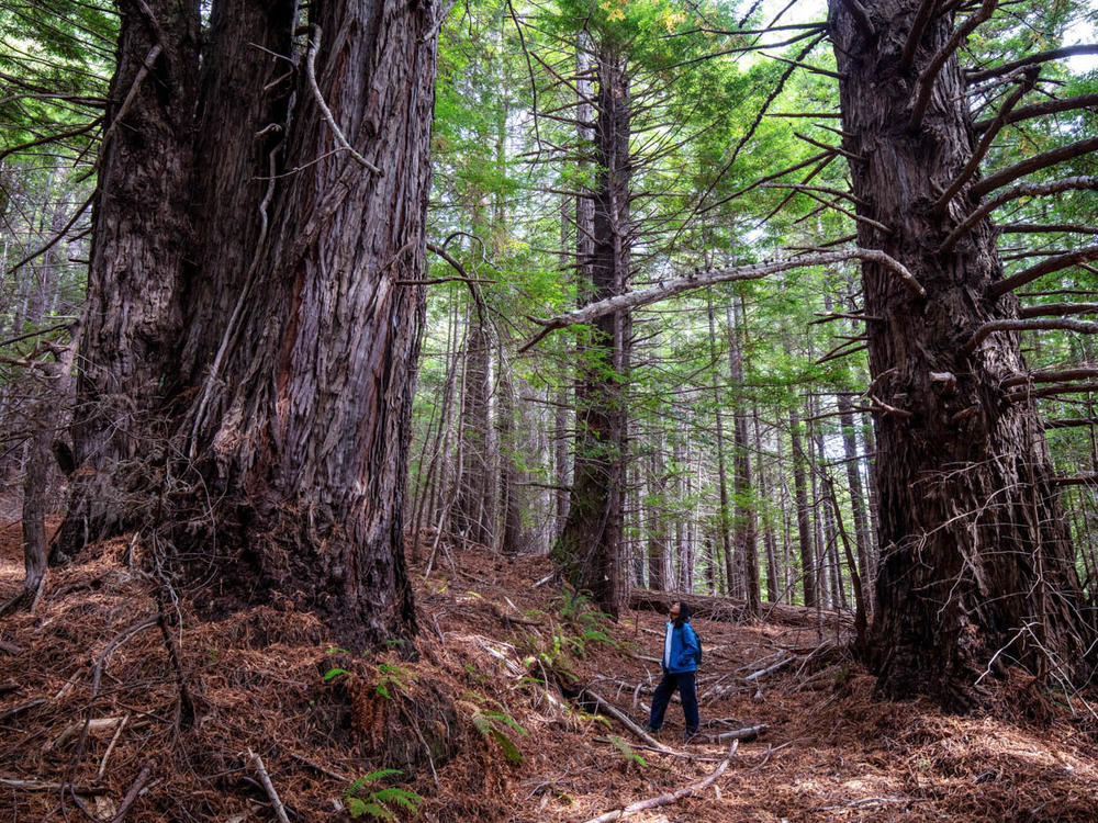 Save the Redwoods League has donated more than 500 acres of redwood forestland to the InterTribal Sinkyone Wilderness Council, a coalition of Native tribes that have been connected to the land for thousands of years.