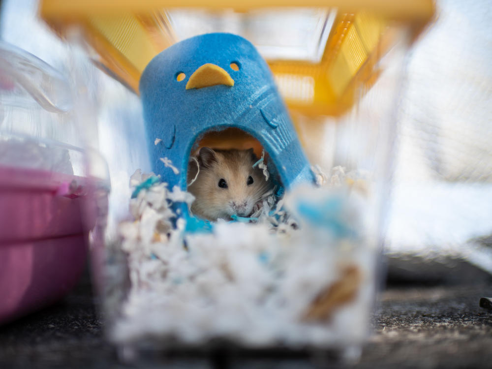 A hamster sits in a cage after being adopted by volunteers who stopped an owner from surrendering it to the government outside the New Territories South Animal Management Centre on January 20, 2022 in Hong Kong, China.