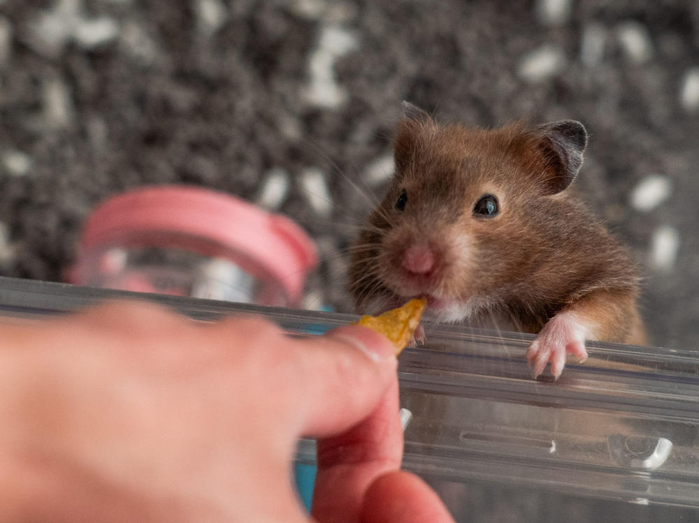 A Hong Kong hamster that evaded the cull.