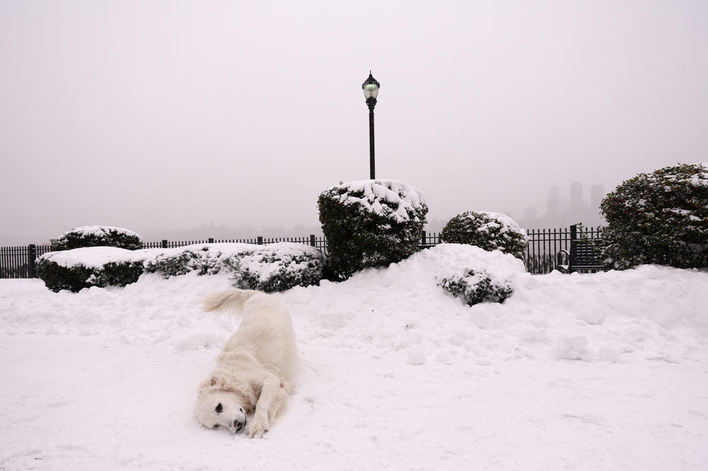A dog plays on a snowy sidewalk in West New York, New Jersey, on Saturday.