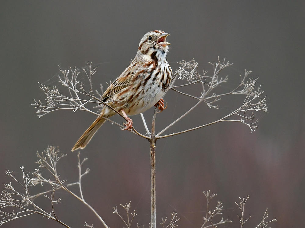 Male song sparrows don't bore their audience with the same old song.