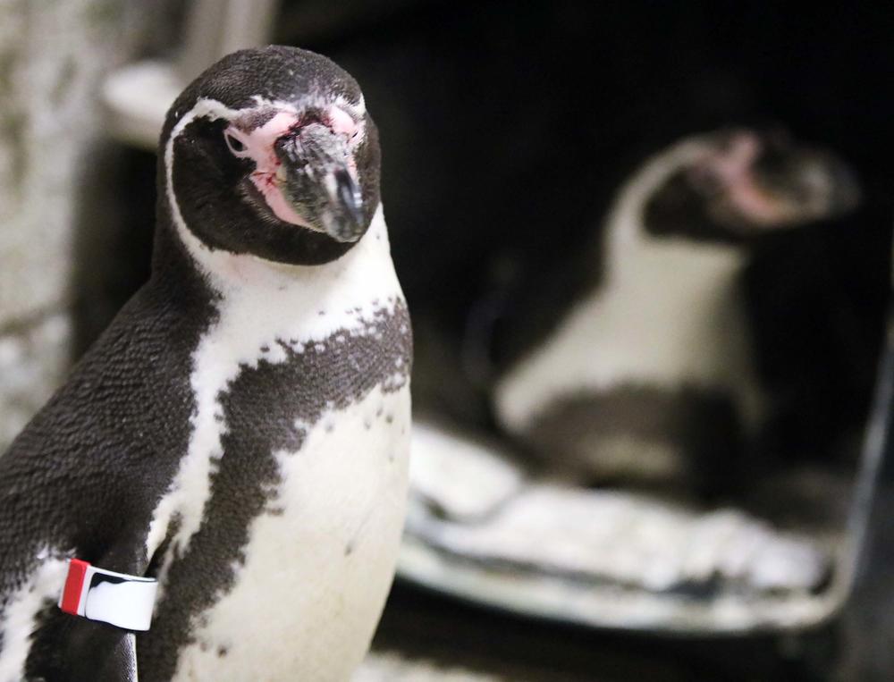 The zoo says Lima (front left) and Elmer (back right) will be considered to foster future eggs if all goes well.