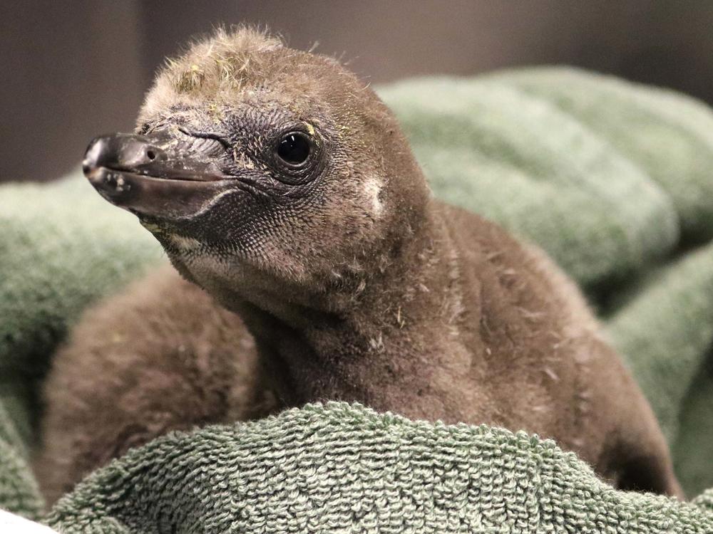 A pair of male penguins named Elmer and Lima just became the first same-sex couple to foster an egg together at New York's Rosamond Gifford Zoo. They've been taking care of the chick since he hatched on Jan. 1.