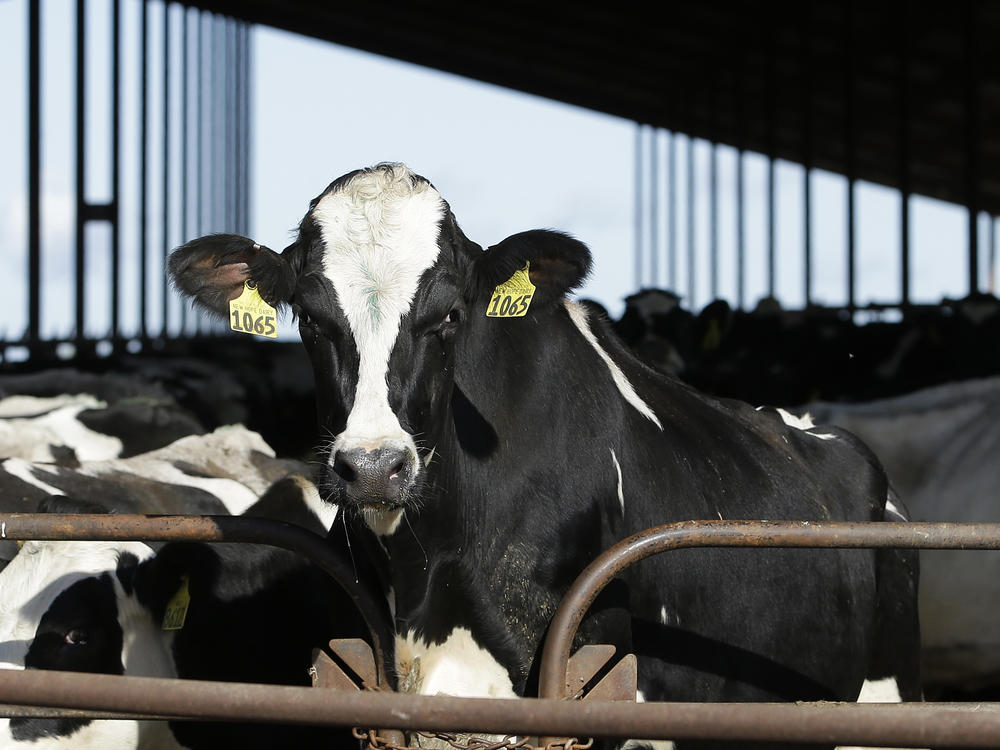 Dairy farms that capture methane from their cows' manure can earn valuable pollution-cutting credits through California's Low Carbon Fuel Standard.