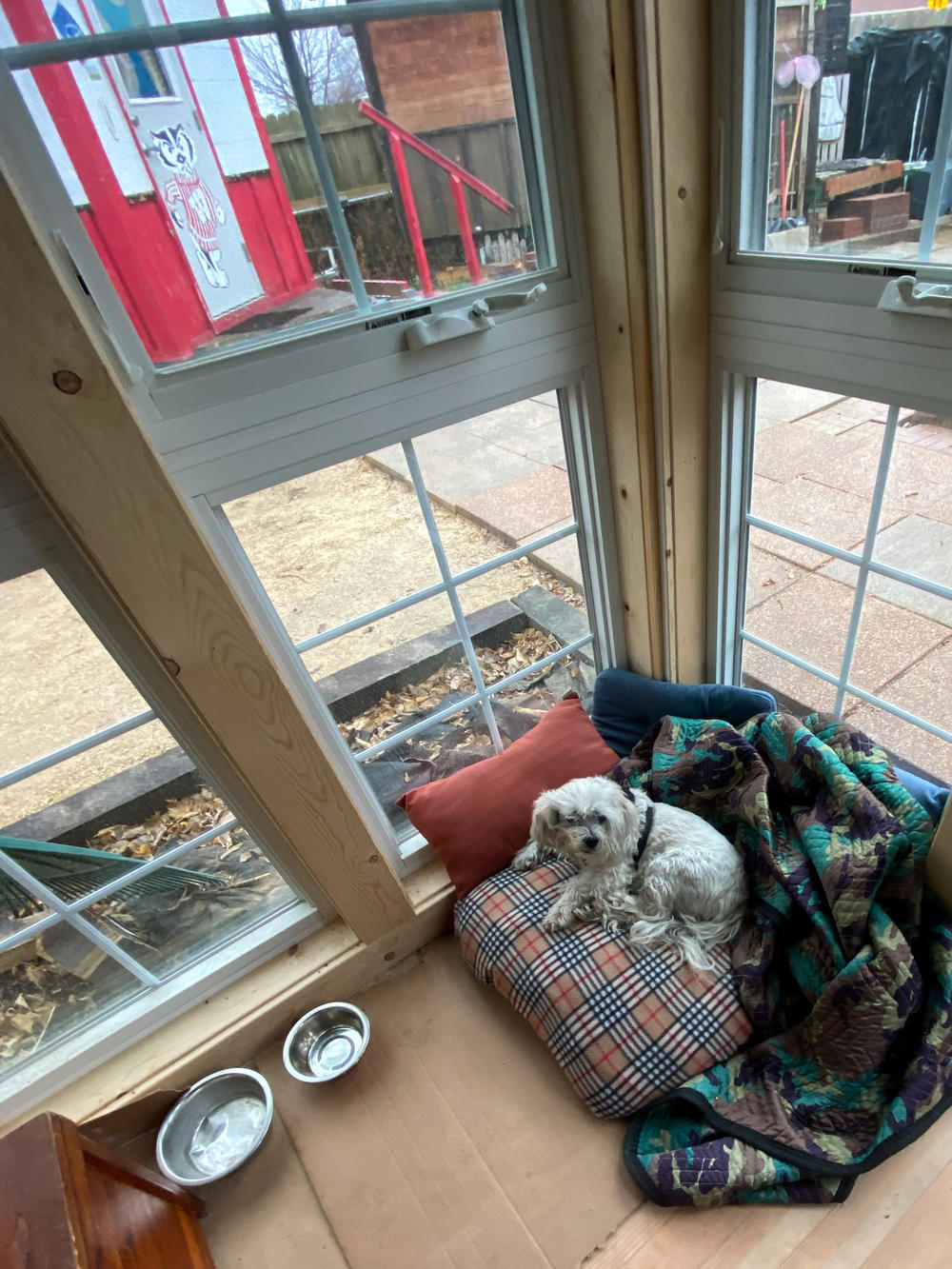Buster the dog sits by a window in the community building of an Occupy Madison tiny home village in Madison, Wisconsin, in December, 2021. Unlike many homeless shelters, this community allows pets.