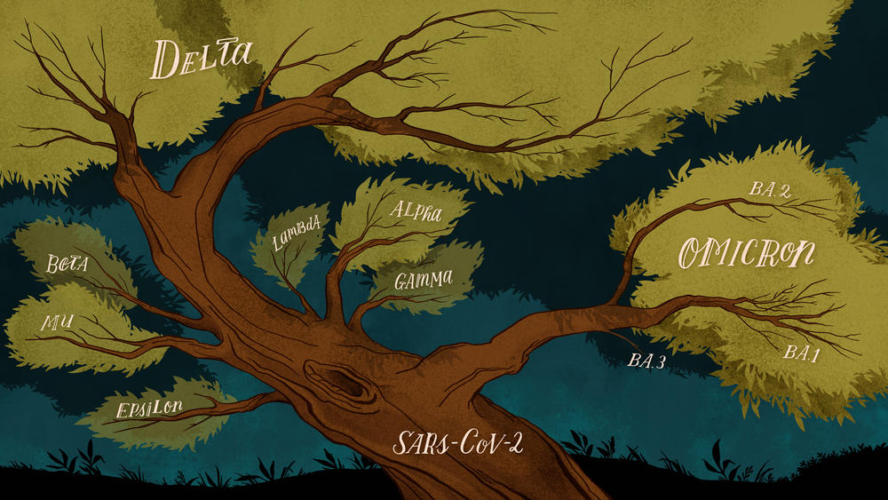 SARS-CoV-2, the coronavirus that causes the disease COVID-19, is a big viral family with many variants. Just like with a human family tree, the distance between two variants shows roughly how related they are. This illustration is inspired by the SARS-CoV-2 phylogenetic tree generated by Emma Hodcroft of Nextstrain.org and the University of Bern. Her tree is reproduced within the story below.