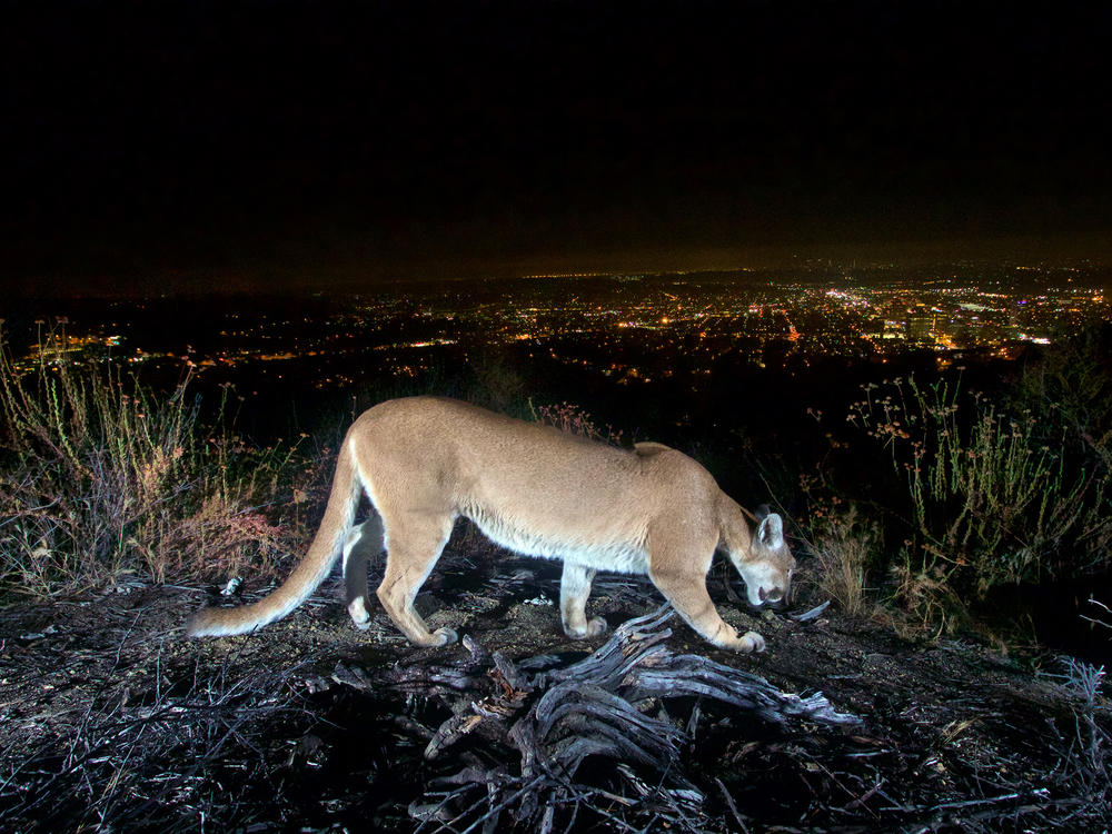 A mountain lion photographed with a motion sensor camera in the Verdugo Mountains overlooking the city lights of Los Angeles. New money for wildlife crossings will help animals whose habitat has been cut by roadways.