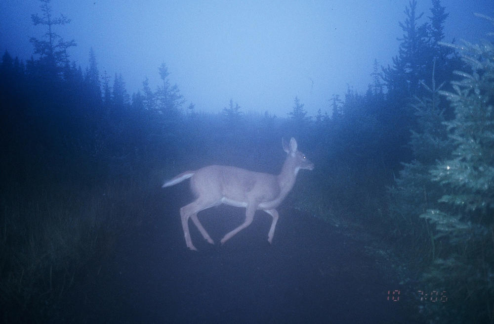 Wildlife crossings and associated infrastructure like roadside fences have been shown to reduce animal-vehicle collisions <a href=