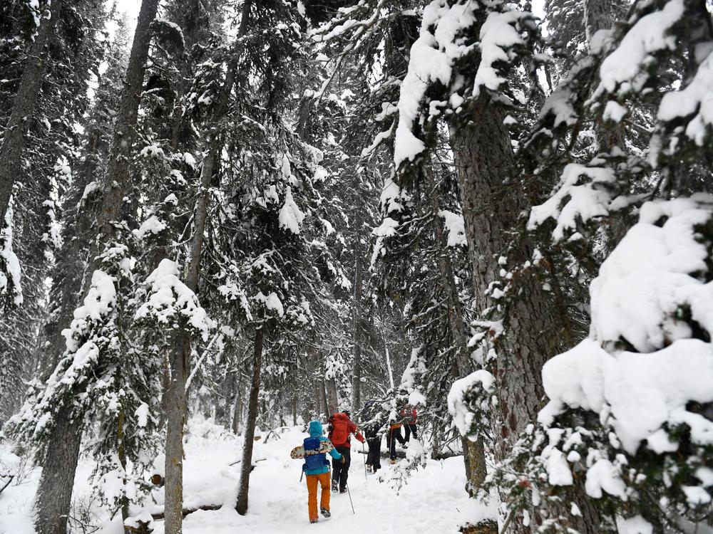 People hike under trees as snow falls near Lake Louise in Banff National Park, Alberta, Canada, in November.