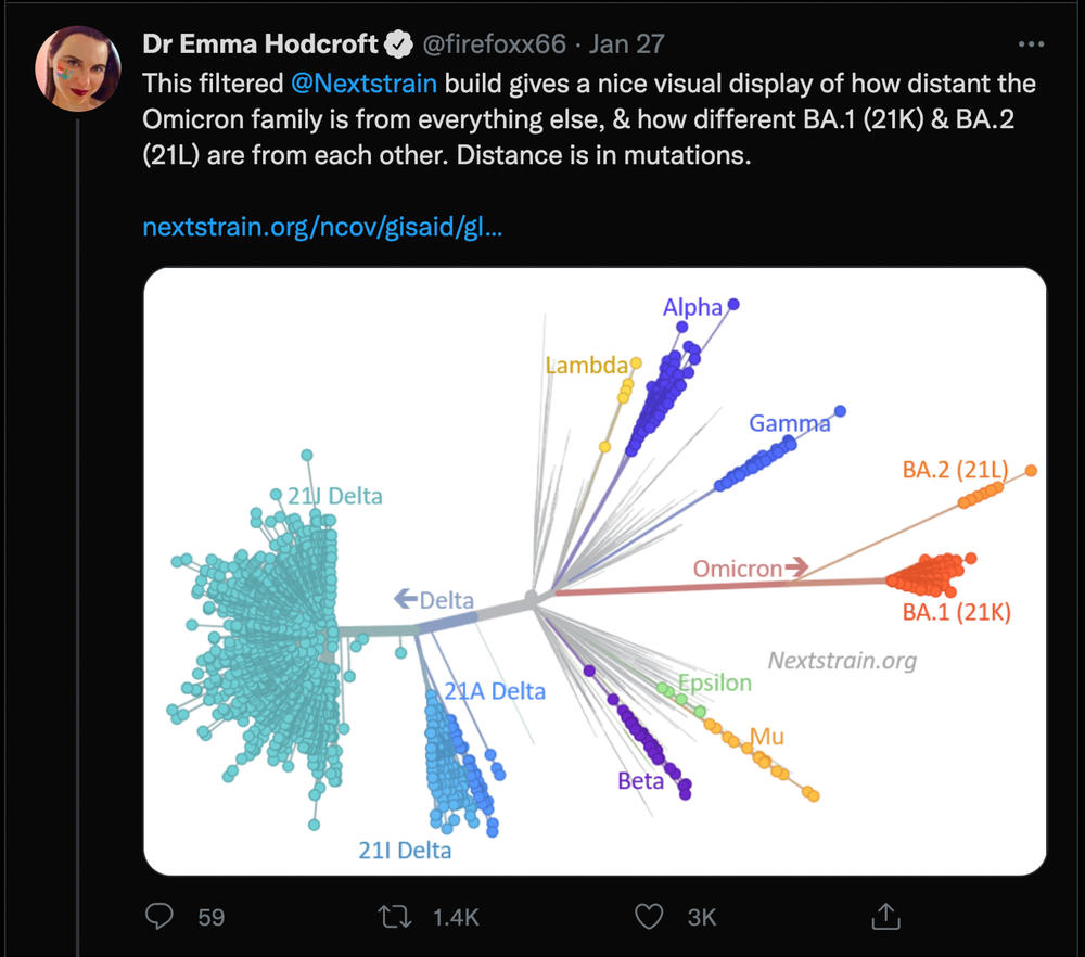 A SARS-CoV-2 genetic family tree diagram, generated from data and diagrams created by Nextstrain.org and modified by epidemiologist Emma Hodcroft.