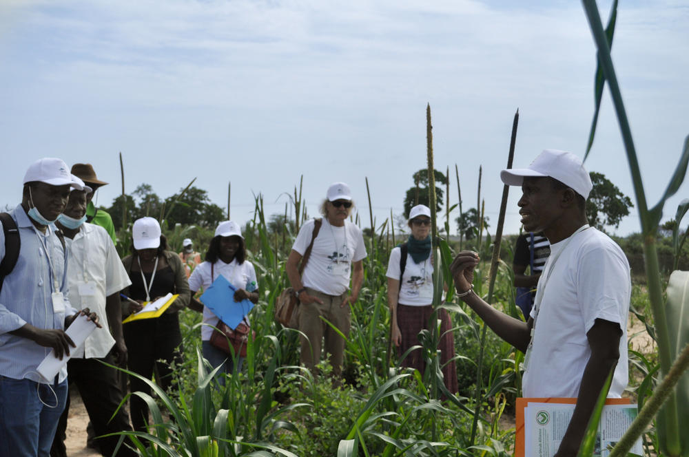 University of Thiès agricultural researcher Ibrahima Diedhiou, right, speaks to farmers, students and researchers at an agricultural research field outside Thiès, Senegal. Diedhiou, along with the American nonprofit Agro-Shrub Alliance, put on a field day to showcase research into how <em>Guiera senegalensis </em>shrubs can increase crop yields.