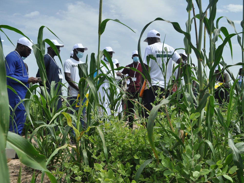 Farmers, students, and researchers gather around University of Thiès agricultural researcher Ibrahima Diedhiou, center right. Diedhiou has been studying <em>Guiera senegalensis </em>shrubs – seen growing beneath the stalks of millet behind him – for two decades.