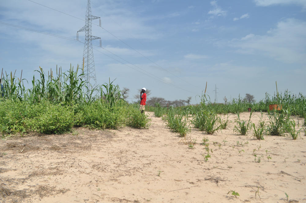 Millet grown in conjunction with <em>Guiera senegalensis </em>(left) towers over millet grown without shrubs interspersed among the stalks in this agricultural research field outside Thiès, Senegal. Research shows that planting <em>Guiera senegalensis </em>shrubs in farmers' fields can increase crop yields as the shrubs' roots help pull water deep in the soil closer to the surface.