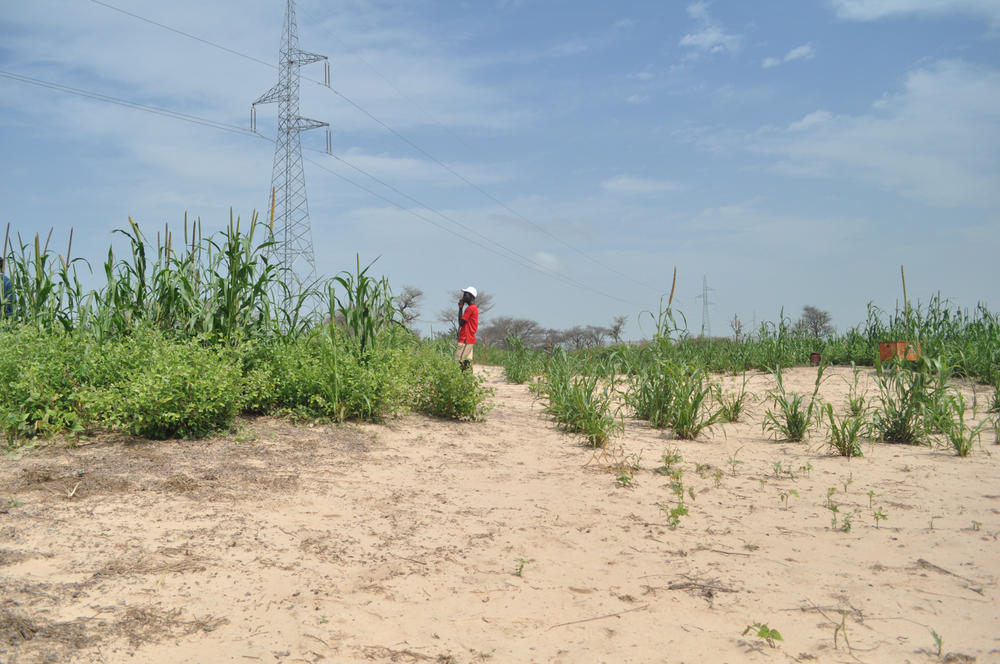 Millet grown in conjunction with <em>Guiera senegalensis </em>(left) towers over millet grown without shrubs interspersed among the stalks in this agricultural research field outside Thiès, Senegal. Research shows that planting <em>Guiera senegalensis </em>shrubs in farmers' fields can increase crop yields as the shrubs' roots help pull water deep in the soil closer to the surface.