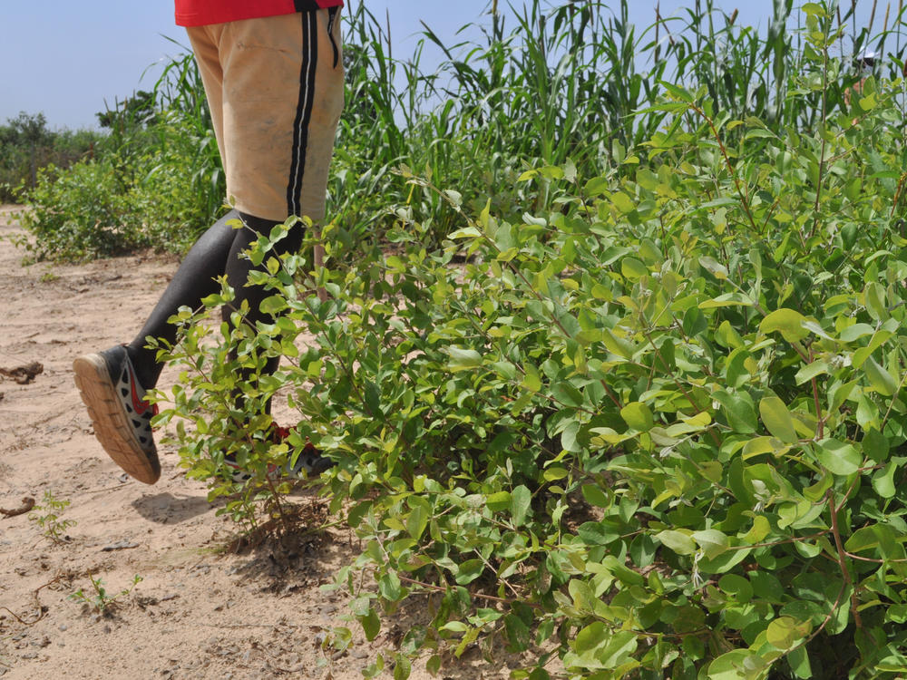 A <em>Guiera senegalensis</em> shrub grows in an agricultural test plot outside Thiès, Senegal. The shrubs used to be considered a threat to other crops. Now American and Senegalese researchers are conducting studies to see if the shrubs in fact are beneficial.