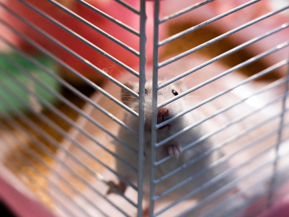 A hamster named Marshmallow was dropped off at the New Territories South Animal Management Centre in Hong Kong on Jan. 19 over concerns that pets were spreading the coronavirus to humans. Thousands of small animals were culled after hamsters tested positive in a pet store.