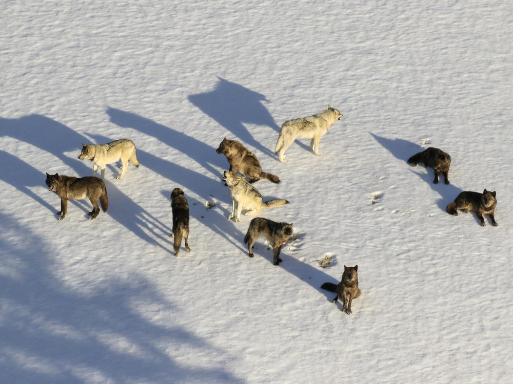 This aerial file photo provided by the National Park Service shows the Junction Butte wolf pack in Yellowstone National Park, Wyo.