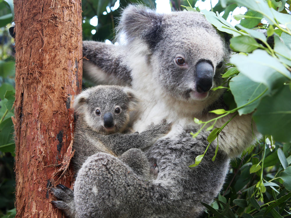 A koala joey named Humphrey is comforted by his mother, Willow, at Taronga Zoo in Sydney in March 2021. Australia's government has declared koalas endangered in New South Wales, Queensland and the Australian Capital Territory.