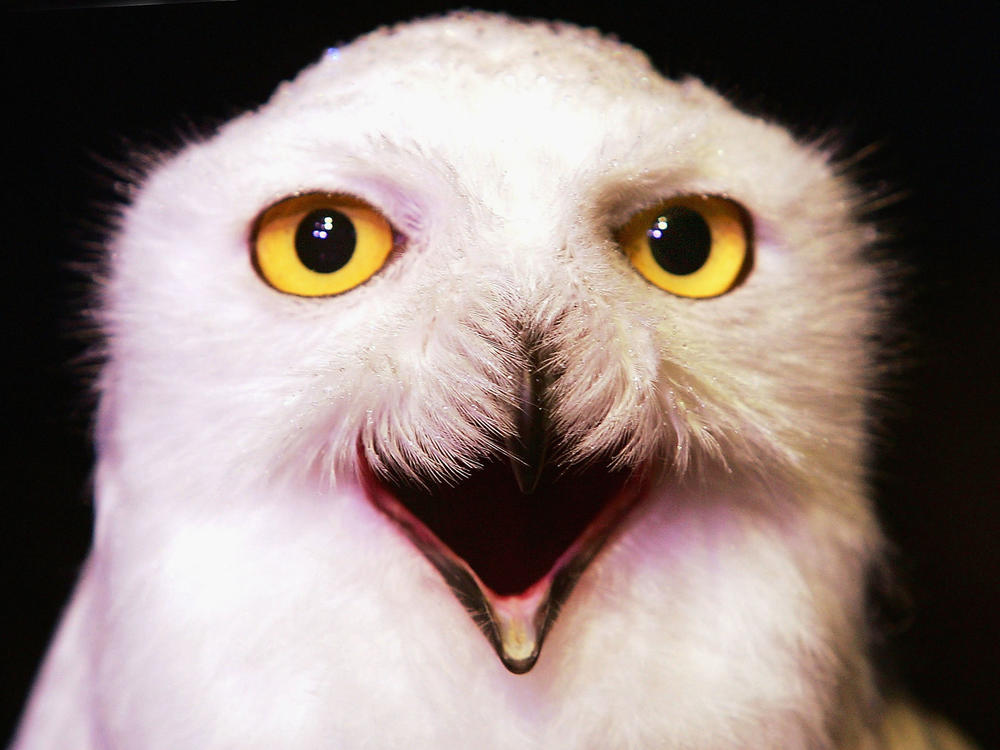 Amidst the flood of football content you'll see on your social media feeds this Sunday, you might spot an owl or two.