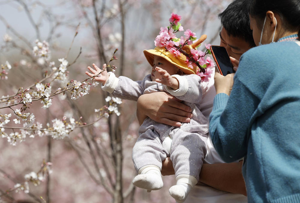A man holds a child for photos near a cherry blossom tree in Beijing. The annual number of babies born in China continued to decline last year.