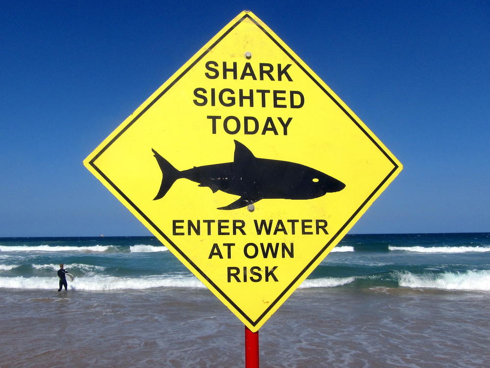 A surfer carries his board into the water next to a sign declaring a shark sighting on Sydney's Manly Beach, Australia, November 24, 2015.