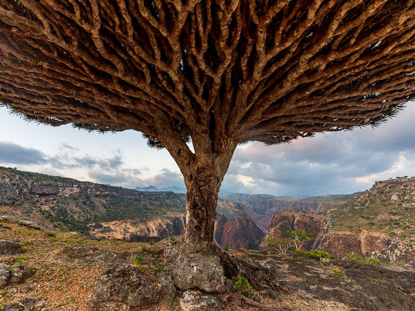 Dragon blood tree at Diksam Plateau, on Yemen's Socotra Island. It's one of the sites included on the 2022 Watch from the World Monuments Fund.