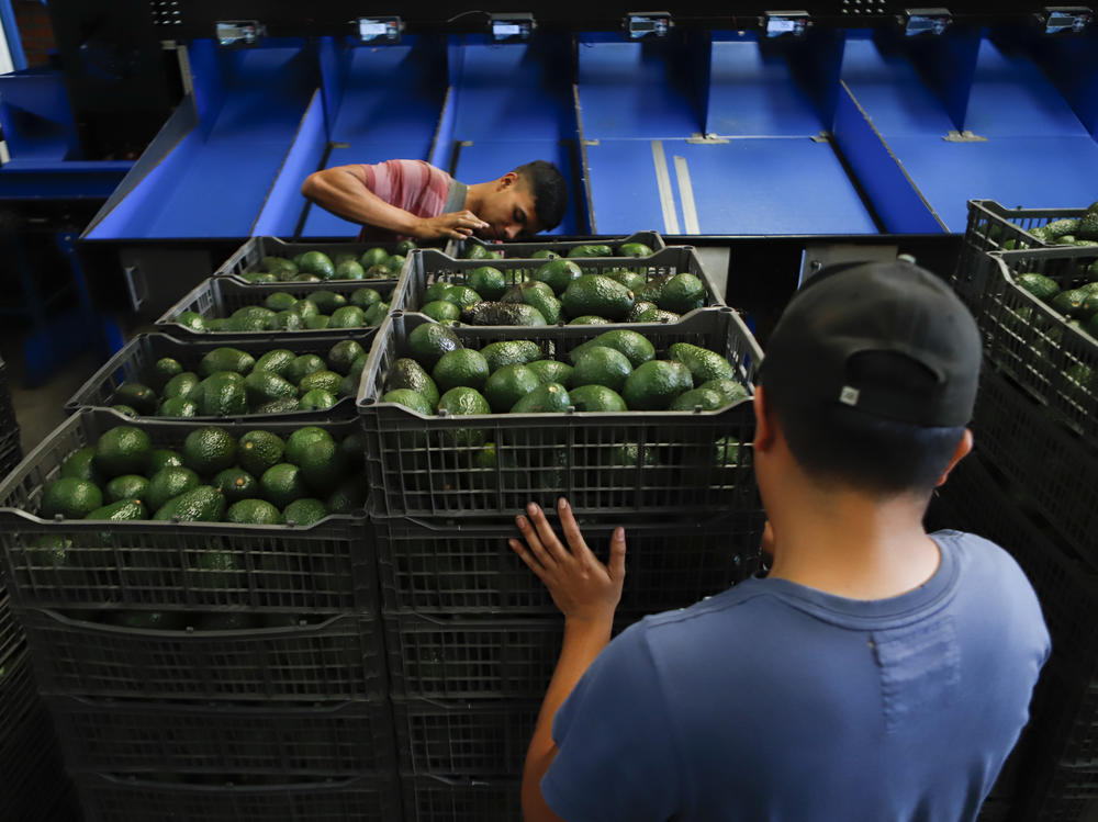 A worker selects avocados at a packing plant in Uruapan, Mexico. The U.S. Department of Agriculture has temporarily suspended inspection of avocados from this region of Mexico after one inspector was threatened.