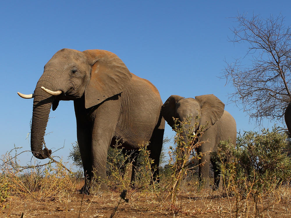 A herd of elephants at the Mashatu game reserve on in Mapungubwe, Botswana, in 2010.