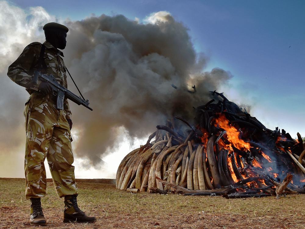 A Kenya Wildlife Services officer stands near a burning pile of 15 tonnes of elephant ivory seized in Kenya in 2015.