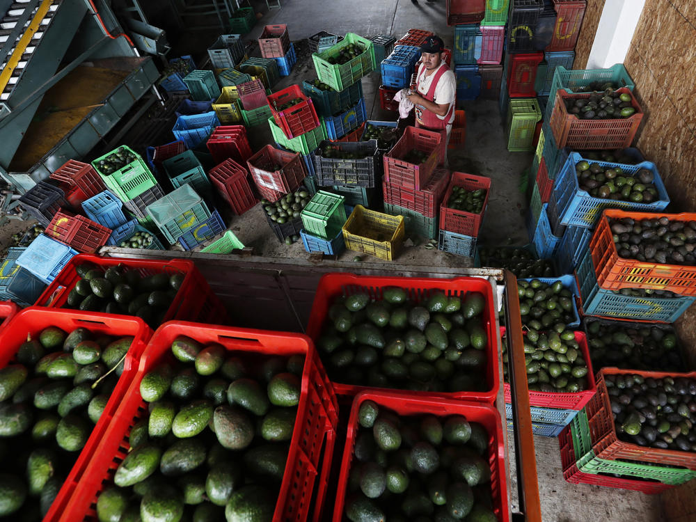 Inspections on avocados from Mexico's Michoacán state were paused for almost a week after an agricultural inspector received a verbal threat. But on Friday, the U.S. Embassy said inspections would continue, allowing avocado shipments to resume.