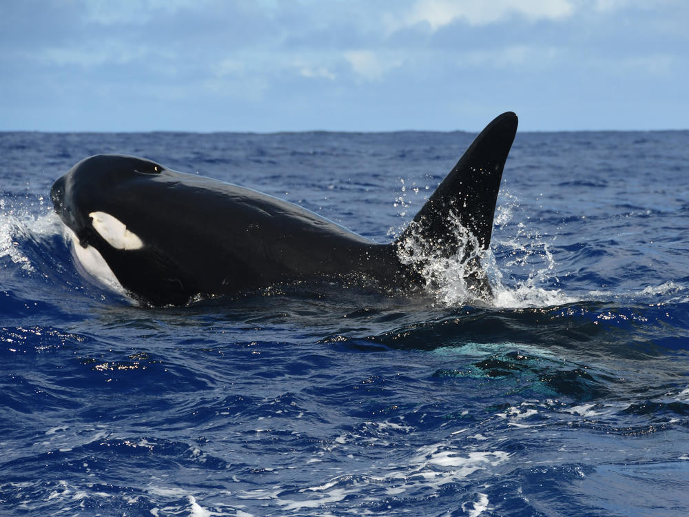 While killer whales are known to attack blue whales, John Totterdell and his colleagues are the first to ever document a successful takedown. And they've done it more than once, publishing their findings in the journal Marine Mammal Science.