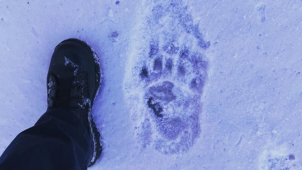 Hank the Tank's large prints were spotted in the snow outside a recent break-in.