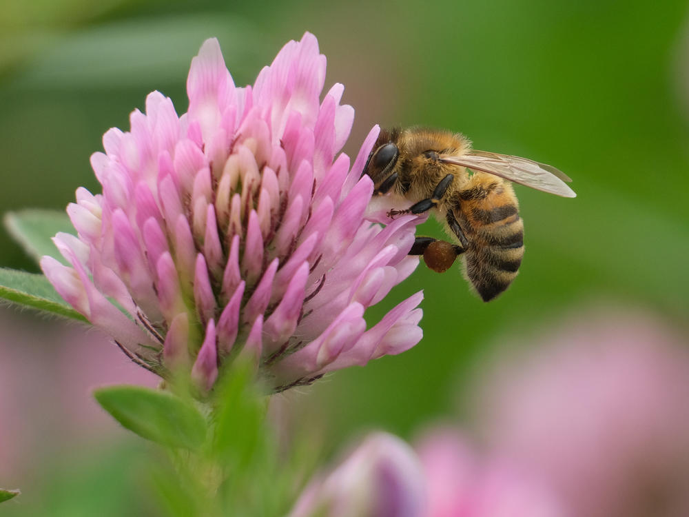 A bee sucks nectar from a flower in Berlin, Germany. Bee populations are in decline in industrialized nations across the globe.