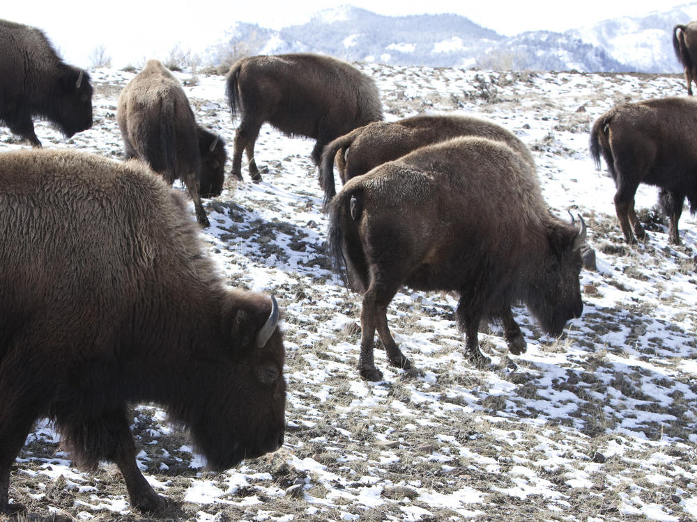 Bison roam outside Yellowstone National Park in Gardiner, Mont., in 2011.