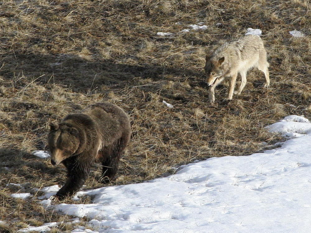 A wolf in Yellowstone National Park follows a grizzly bear in early spring 2005.