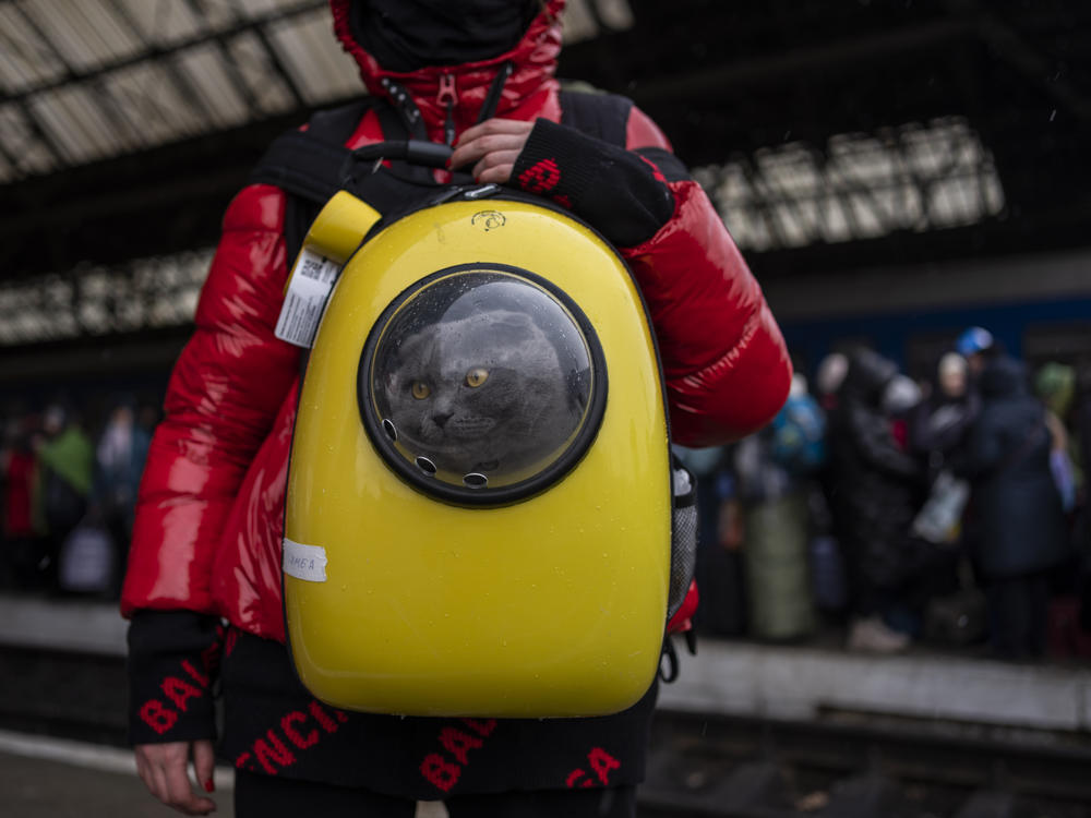 A Ukrainian girl and her cat wait at the platform inside Lviv railway station in Ukraine on Sunday. An international cat federation is banning Russian cats from its competitions for the next three months over its invasion of Ukraine.