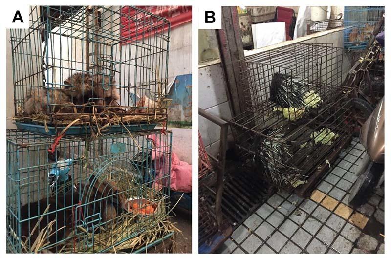 An anonymous user on the Chinese social media platform Weibo posted pictures of live animals for sale in the southwest corner of the Huanan Seafood Wholesale Market in Wuhan in 2019.