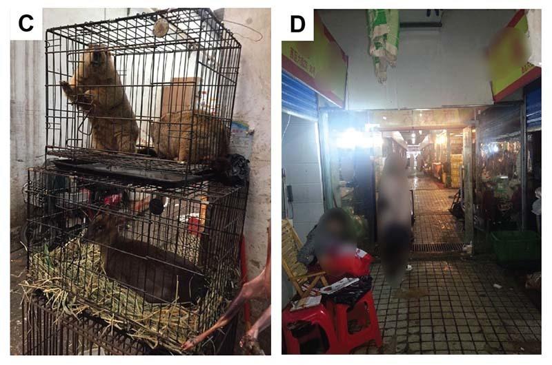 Researchers investigating the origins of the SARS-CoV-2 coronavirus are including these images in a forthcoming academic paper that pinpoints the southwest corner of the Huanan Seafood Wholesale Market as the most probable origin point of the pandemic.