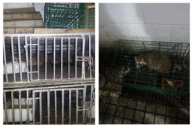 These two photos, taken in 2014 by scientist Eddie Holmes, show raccoon dogs and unknown birds caged in the Huanan Seafood Wholesale Market. GPS coordinates of these images confirm that the animals were housed in the southwest corner of the market, where researchers found evidence of the coronavirus in January 2020.