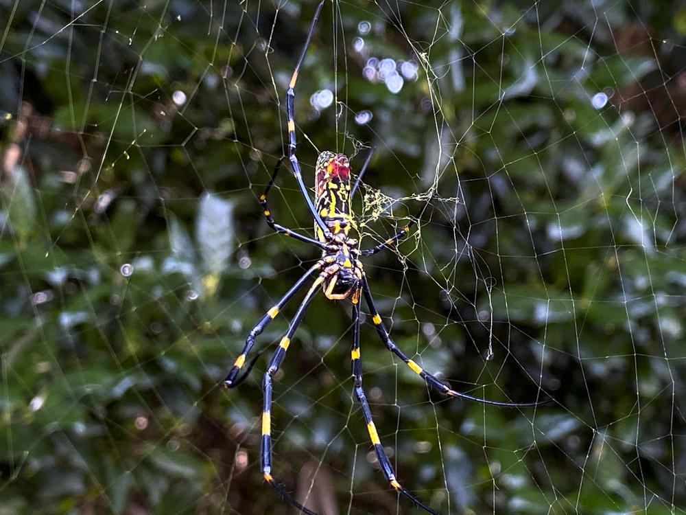 The joro spider, a large spider native to East Asia, has become a common sight throughout Georgia and other Southeastern states. But scientists say it may soon spread through the Eastern seaboard.