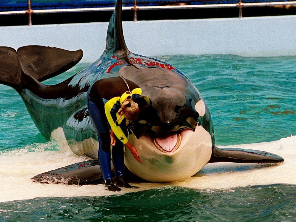 Trainer Marcia Hinton pets Lolita, a captive orca whale, during a performance at the Miami Seaquarium in Miami in 1995. The park's new owners will no longer stage shows with its aging orca under an agreement with federal regulators.