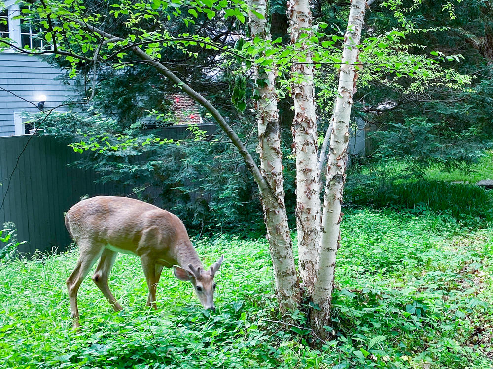 Although researchers aren't sure how deer initially became infected with SARS-CoV-2, the animals do have close proximity to humans in many areas — as well as to other animals known to harbor the virus.