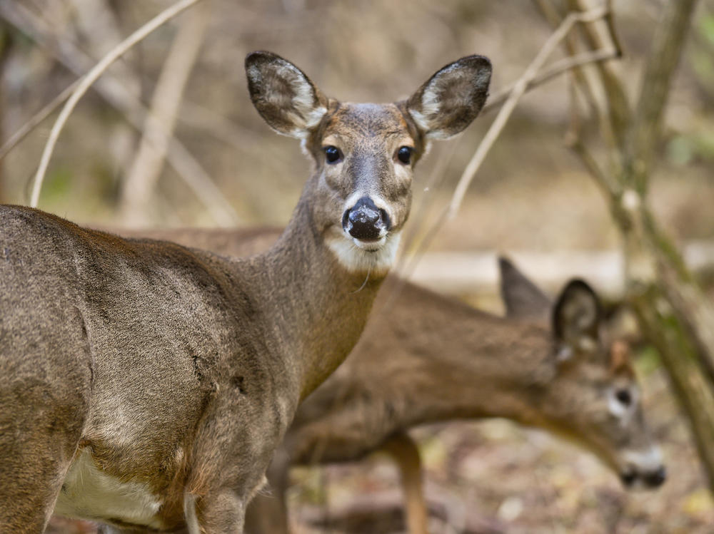 Two white-tailed deer forage in Pennsylvania's Wyomissing Parklands. At the end of 2021, researchers swabbed the noses of 93 dead deer from across the state. Nearly 20% tested positive for the coronavirus.