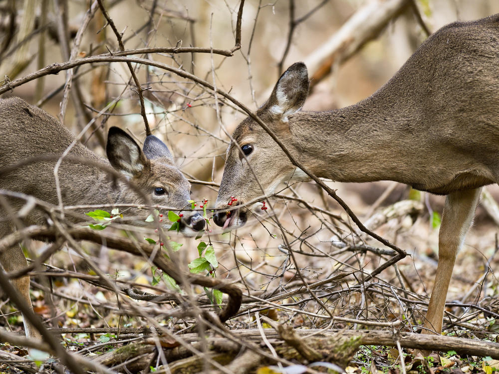 It's unclear how deer became infected with SARS-CoV-2, the coronavirus that causes the disease COVID-19, but their nuzzling behavior could be one way they transmit the virus among themselves.