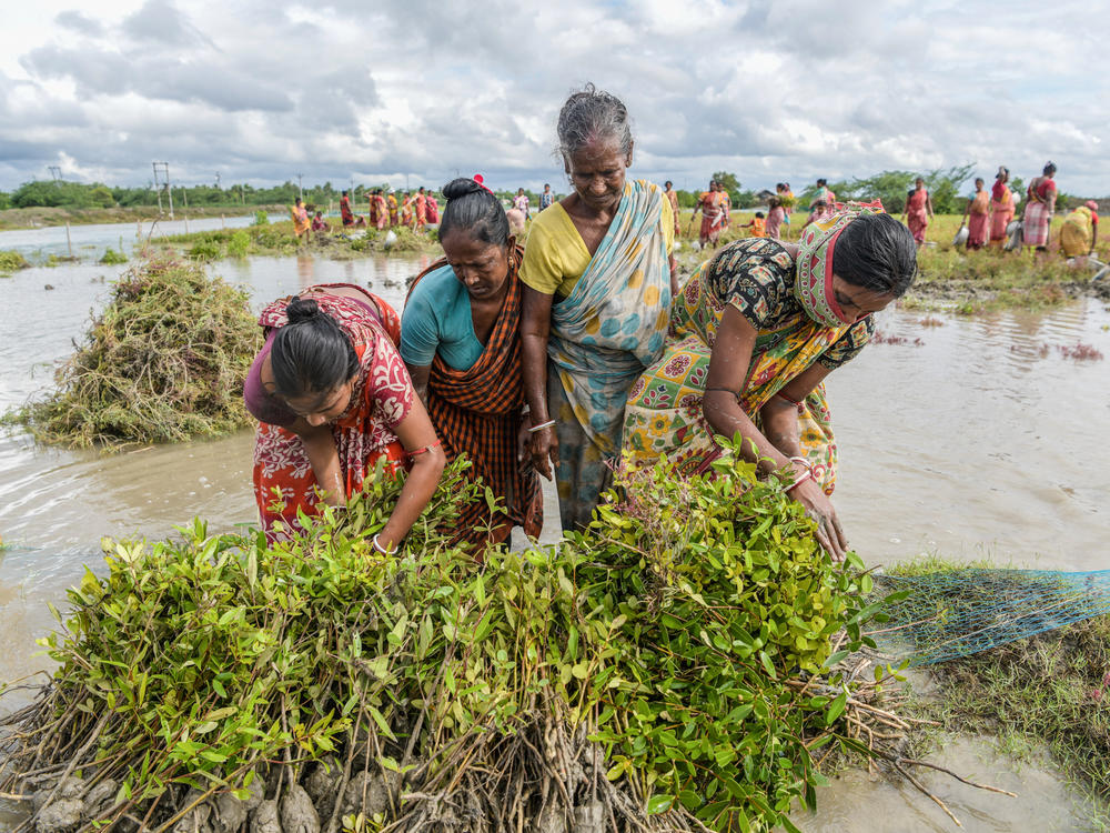 Women work at a mangrove nursery as part of the Mahatma Gandhi National Rural Employment Guarantee Act — a government program to provide more jobs.