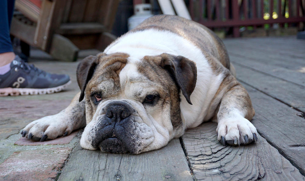 Some veterinary groups say introducing new genetic material or changing the bulldog's body shape could improve the breed's health.