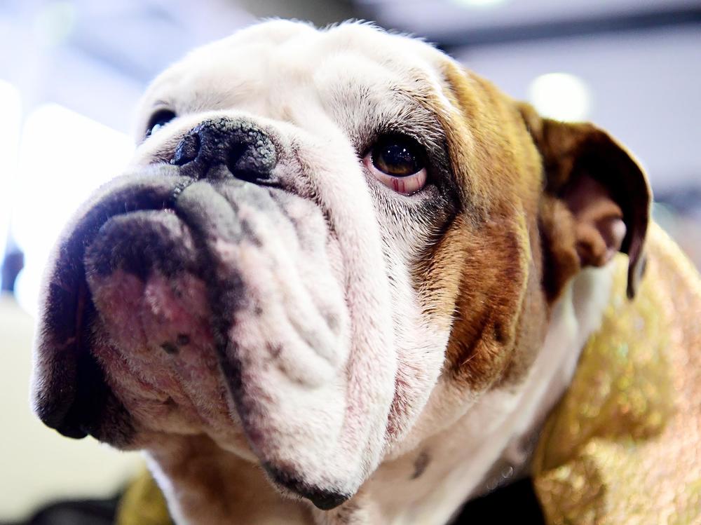 With flattened faces, wrinkles and short airways, bulldogs are prone to health problems. A court in Norway banned the breeding of bulldogs unless it's to improve the breed's health.
