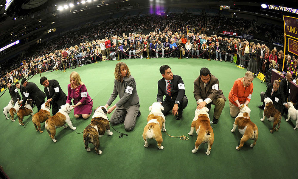 Purebred bulldogs, like these at the Westminster Kennel Club Annual Dog Show in 2012, can only breed with other bulldogs under American Kennel Club rules, limiting the overall gene pool.