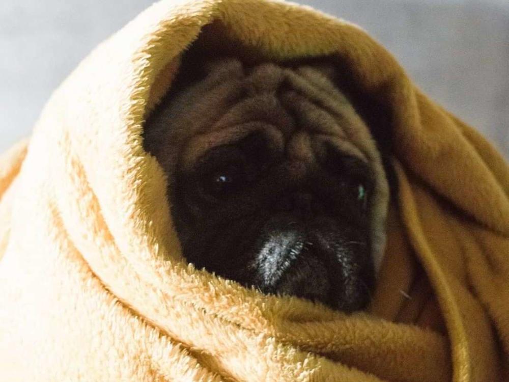 Puzo the pug has provided his owner Jake an endless source of relief and affection during his journey west out of Kharkiv, Ukraine.