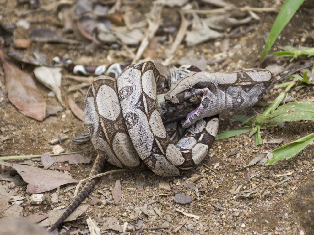 A boa constrictor feeds on a lizard in Tijuca Forest National Park, Rio de Janeiro, Brazil.